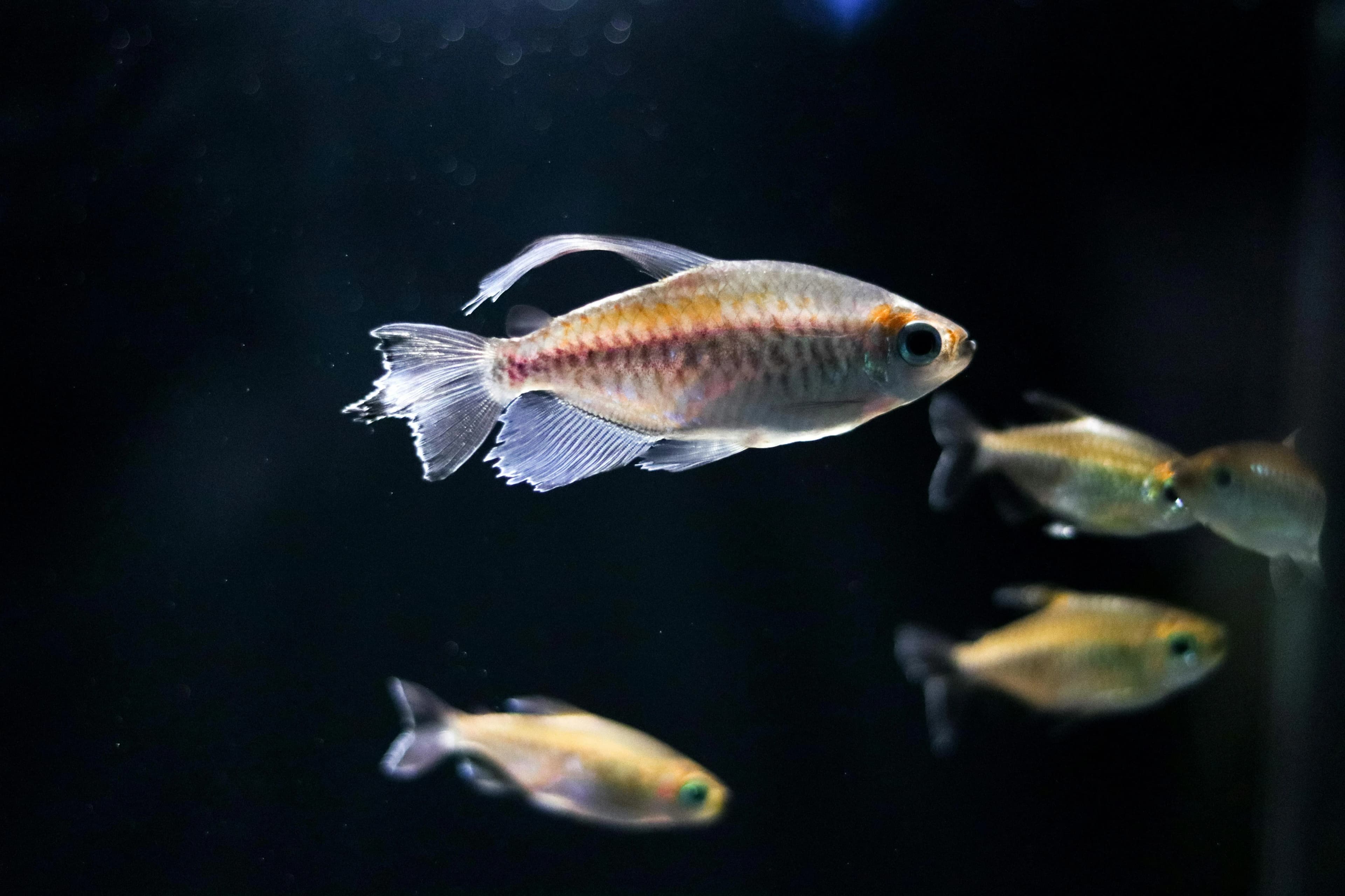 Two congo tetras side by side in a dark planted aquarium