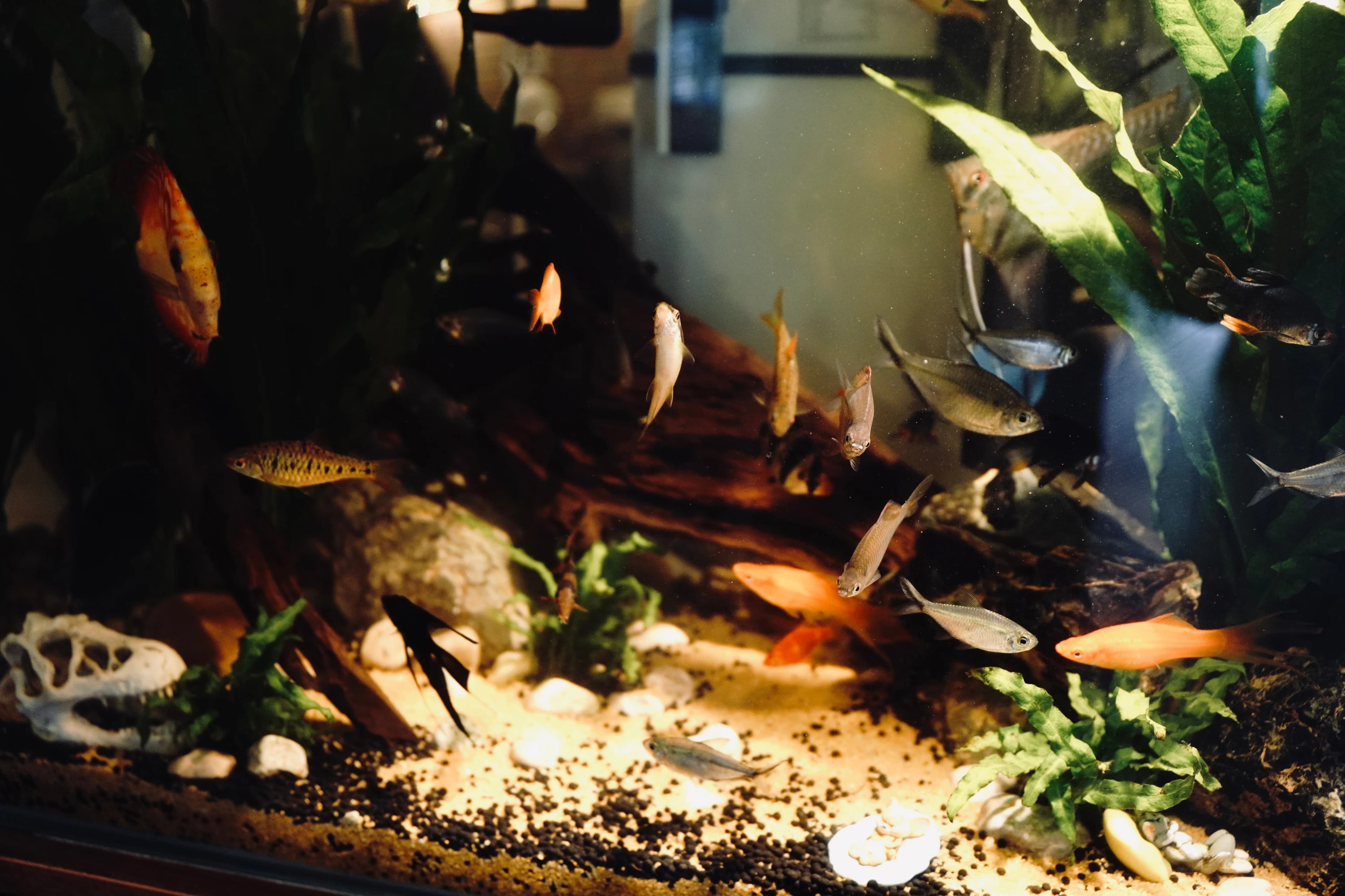 Mixed community fish, guppies, mollies and tetras in a warm-lit planted aquarium