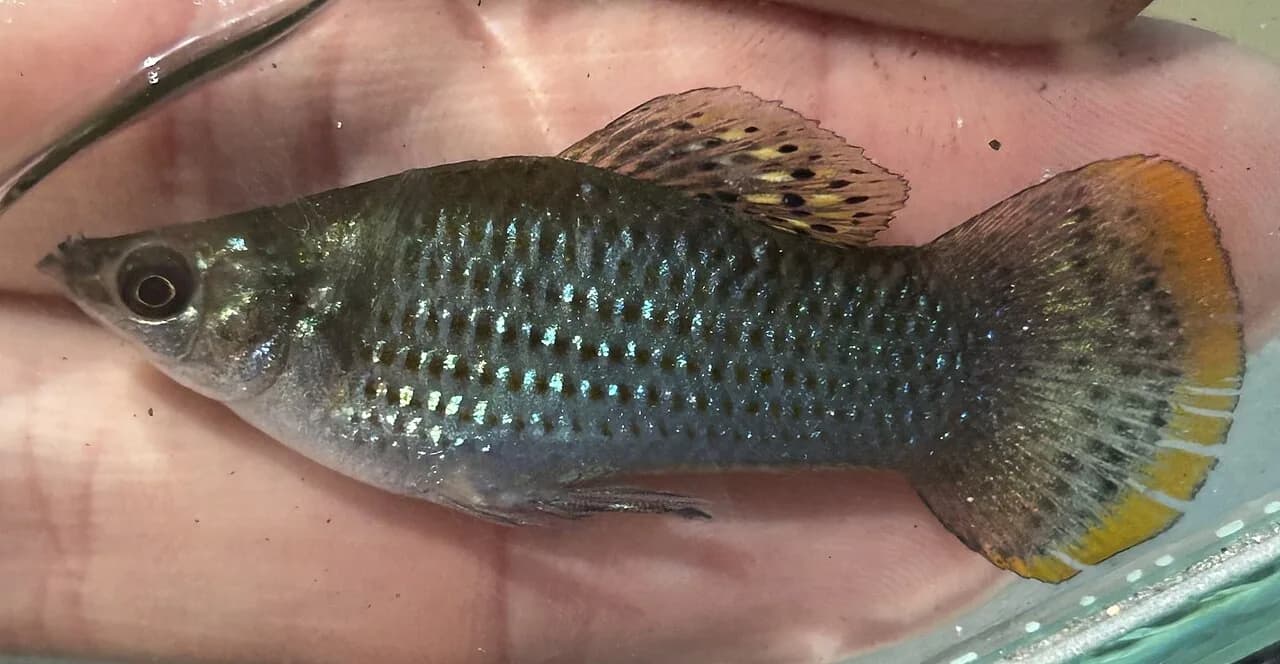 Black Molly (Poecilia sphenops)