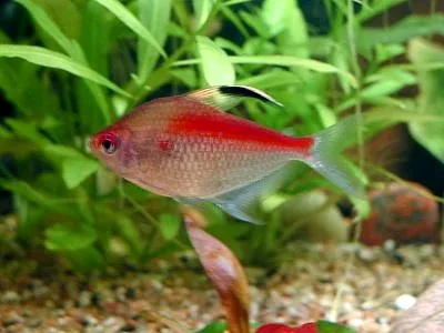 Bleeding Heart Tetra (Hyphessobrycon erythrostigma)