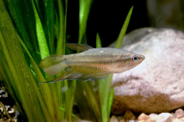 Croaking Gourami (Trichopsis vittata)