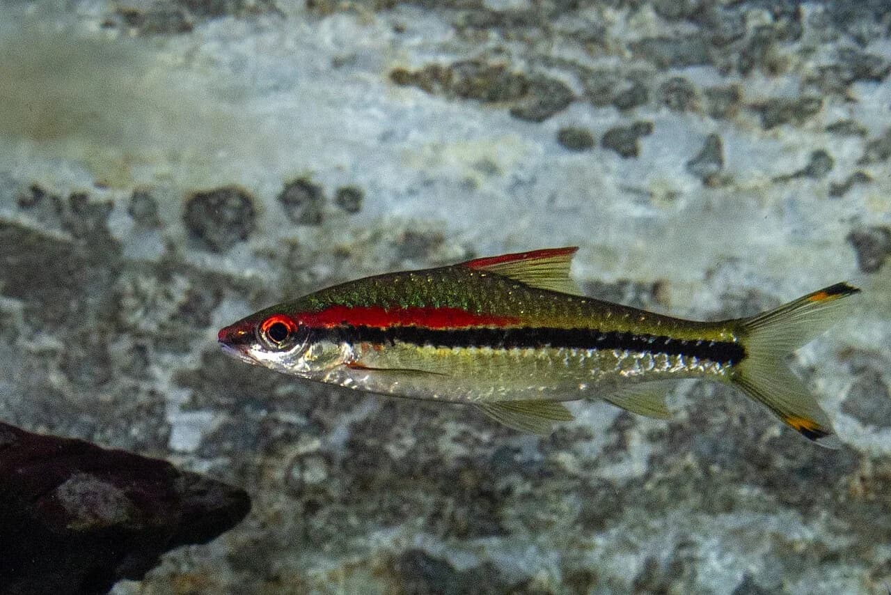 Roseline Shark (Sahyadria denisonii)
