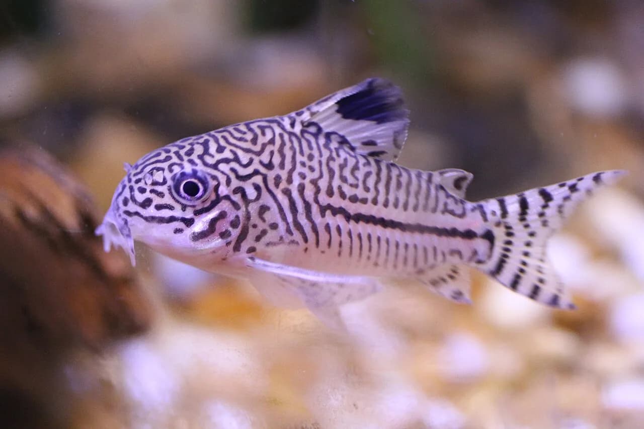 False Julii Cory (Corydoras trilineatus)