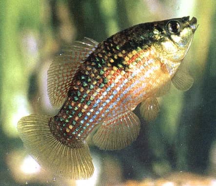 Florida Flagfish (Jordanella floridae)