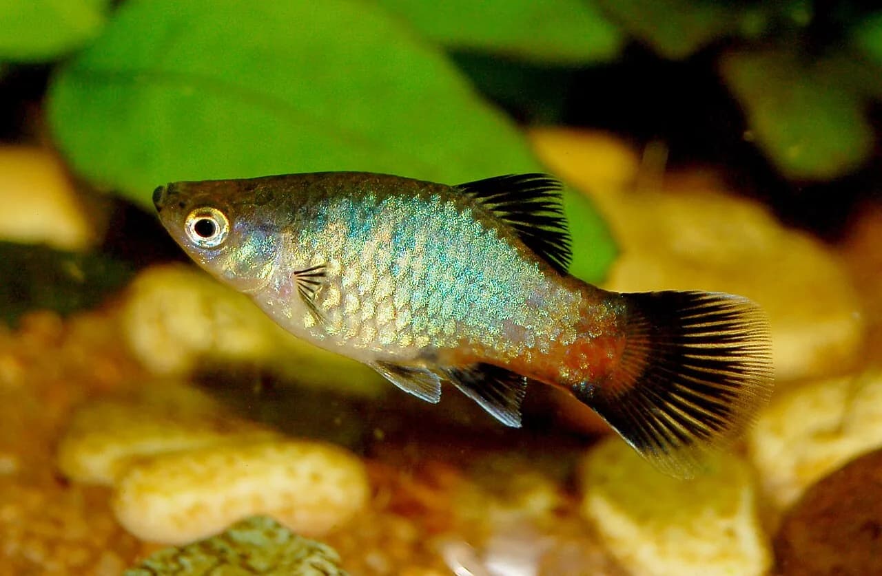Southern Platy (Xiphophorus maculatus)