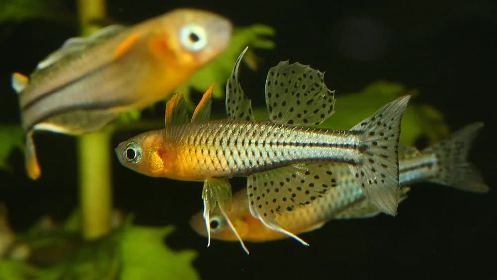 Spotted Blue-eye (Pseudomugil gertrudae)