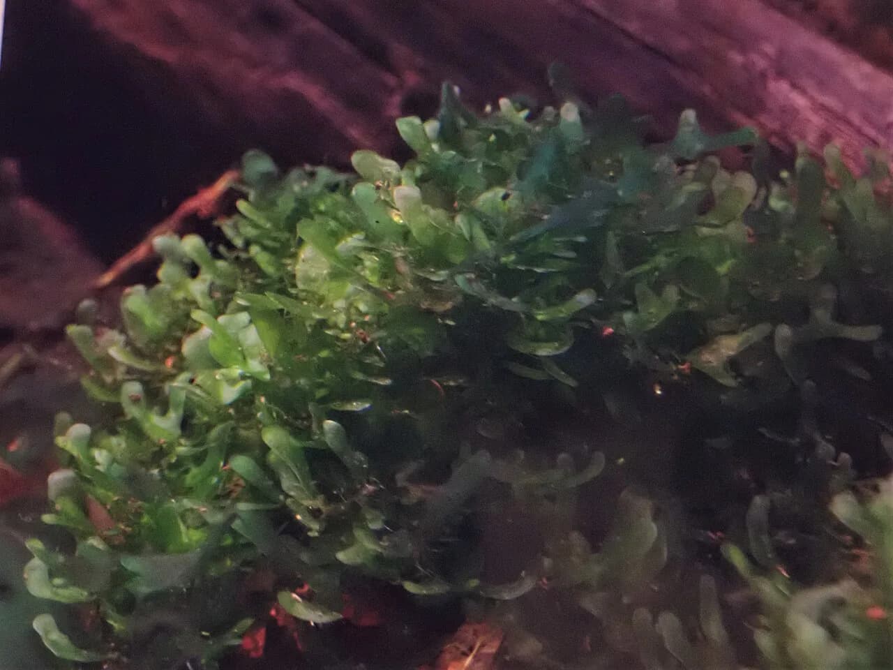 Round Pellia (Monosolenium tenerum)