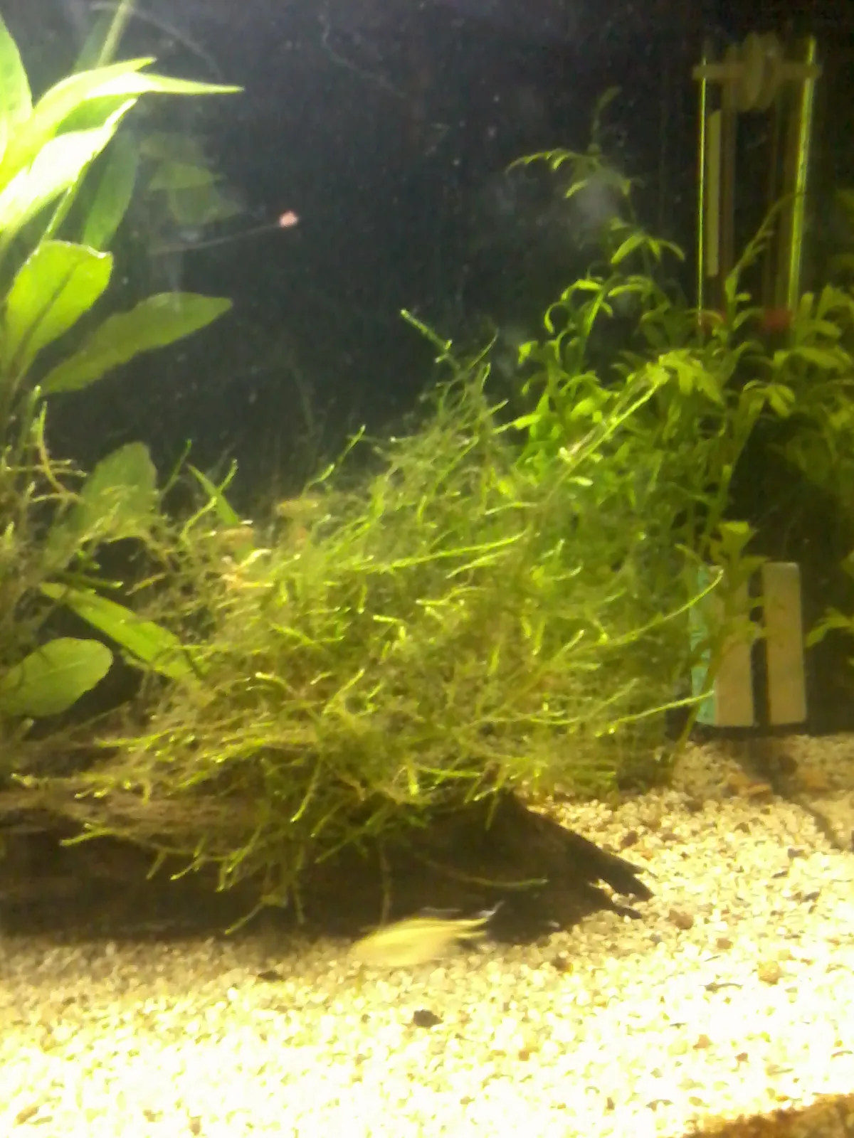 Singapore Moss (Vesicularia dubyana)