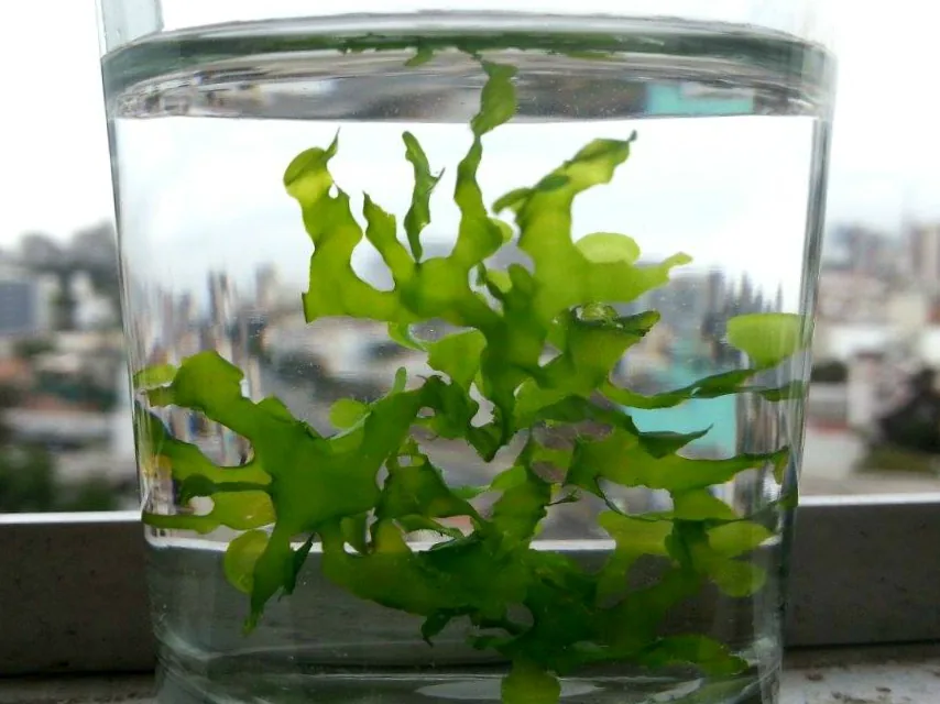 Süßwassertang / Mini Pellia (Lomariopsis lineata)