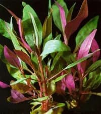 Alternanthera Reineckii 'Mini' (Alternanthera reineckii 'Mini')