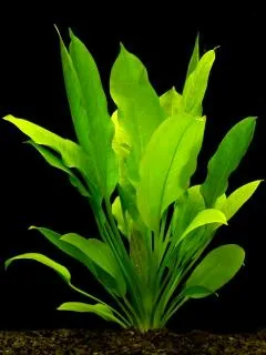 Amazon Sword (Echinodorus bleheri)