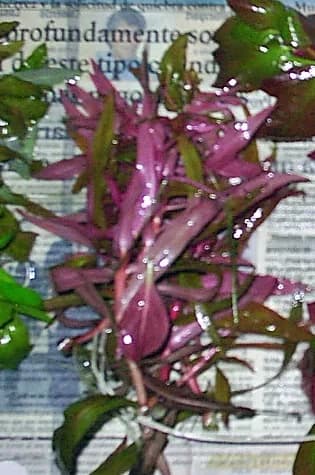Ammannia Gracilis (Ammannia gracilis)