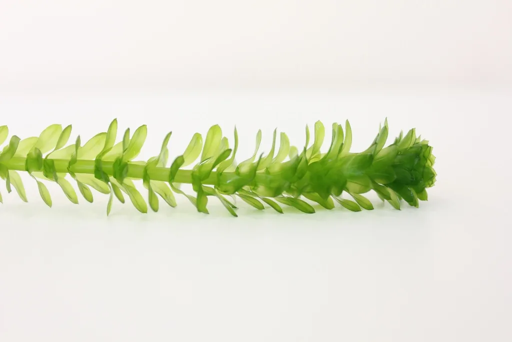 Anacharis (Egeria densa)