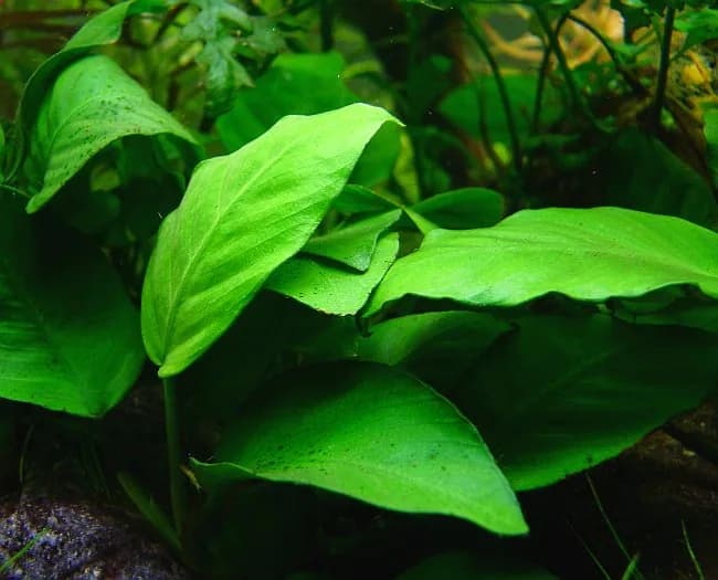 Anubias Nana
