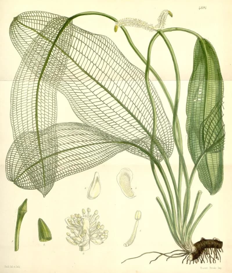 Madagascar Lace (Aponogeton madagascariensis)