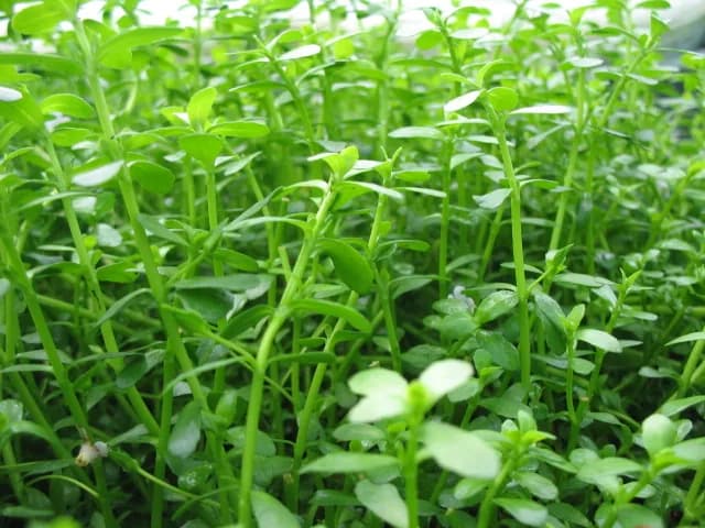 Bacopa monnieri growing as a planted-aquarium foreground species