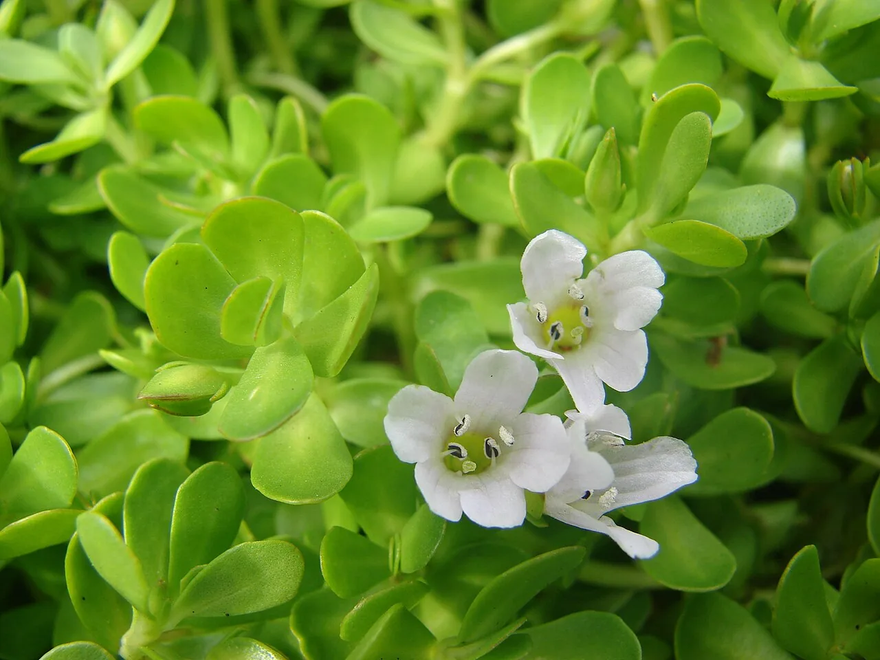 Purple Bacopa (Bacopa salzmannii)