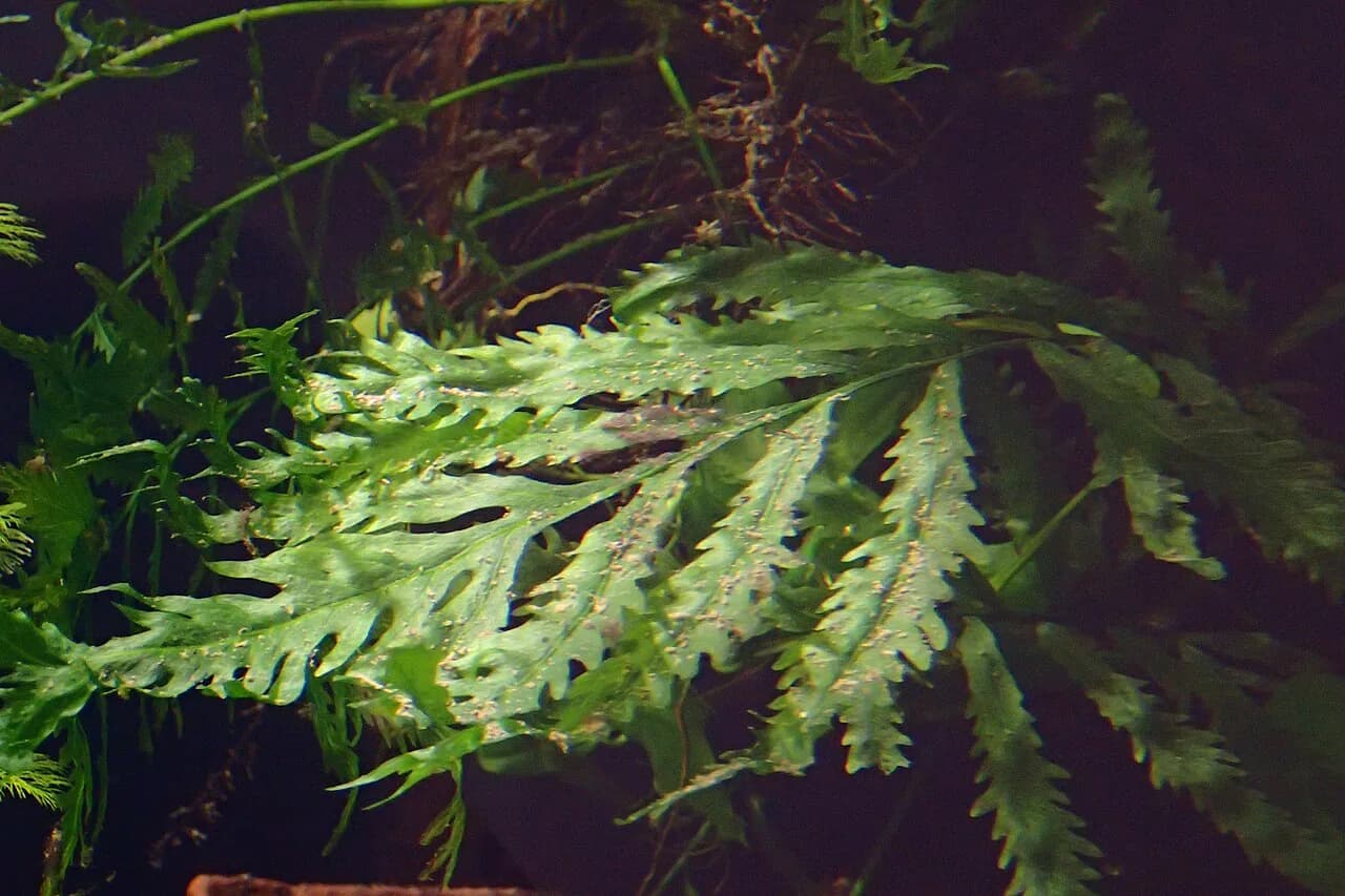 African Water Fern (Bolbitis heudelotii)
