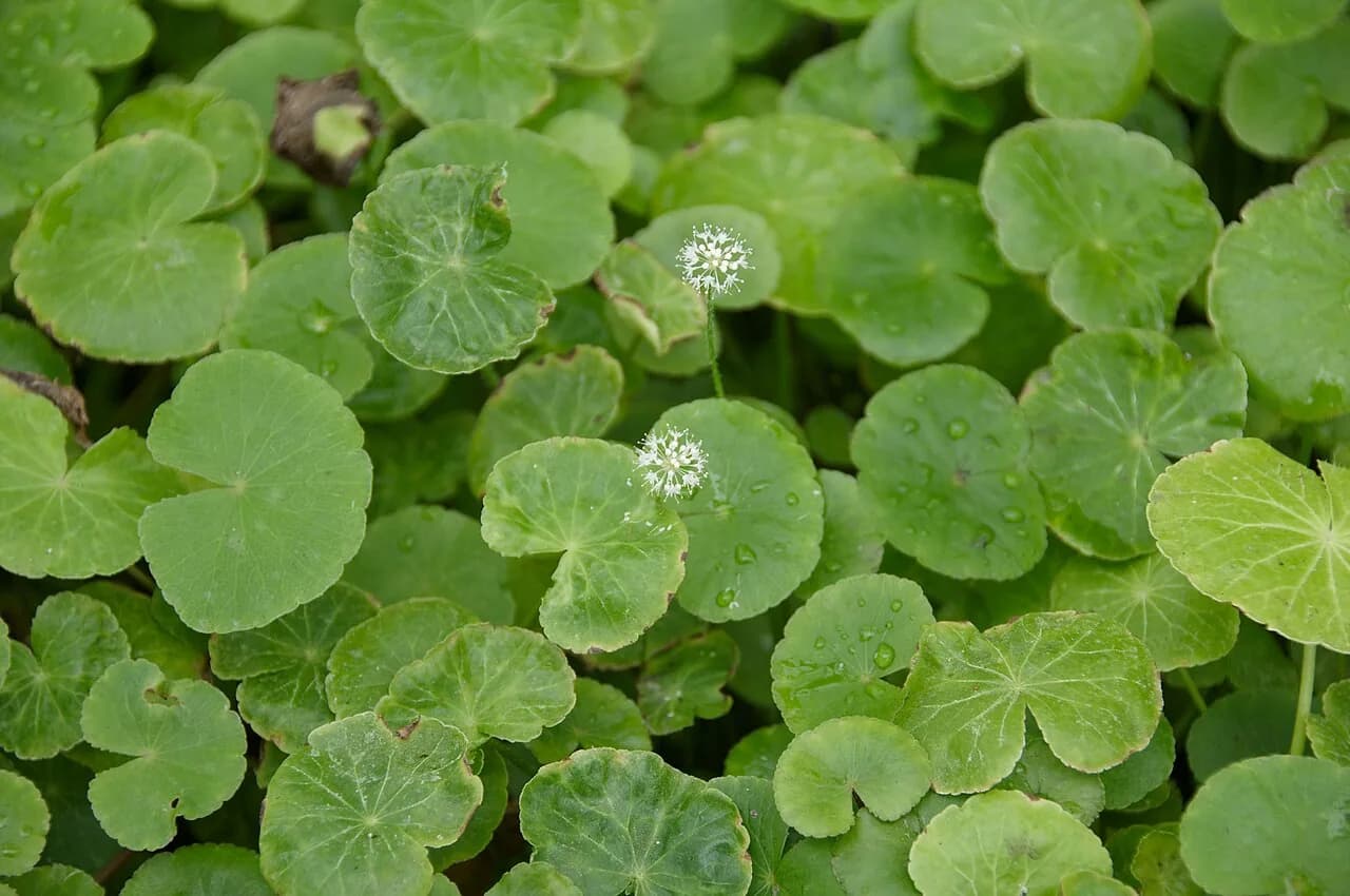 Brazilian Pennywort (Hydrocotyle leucocephala)