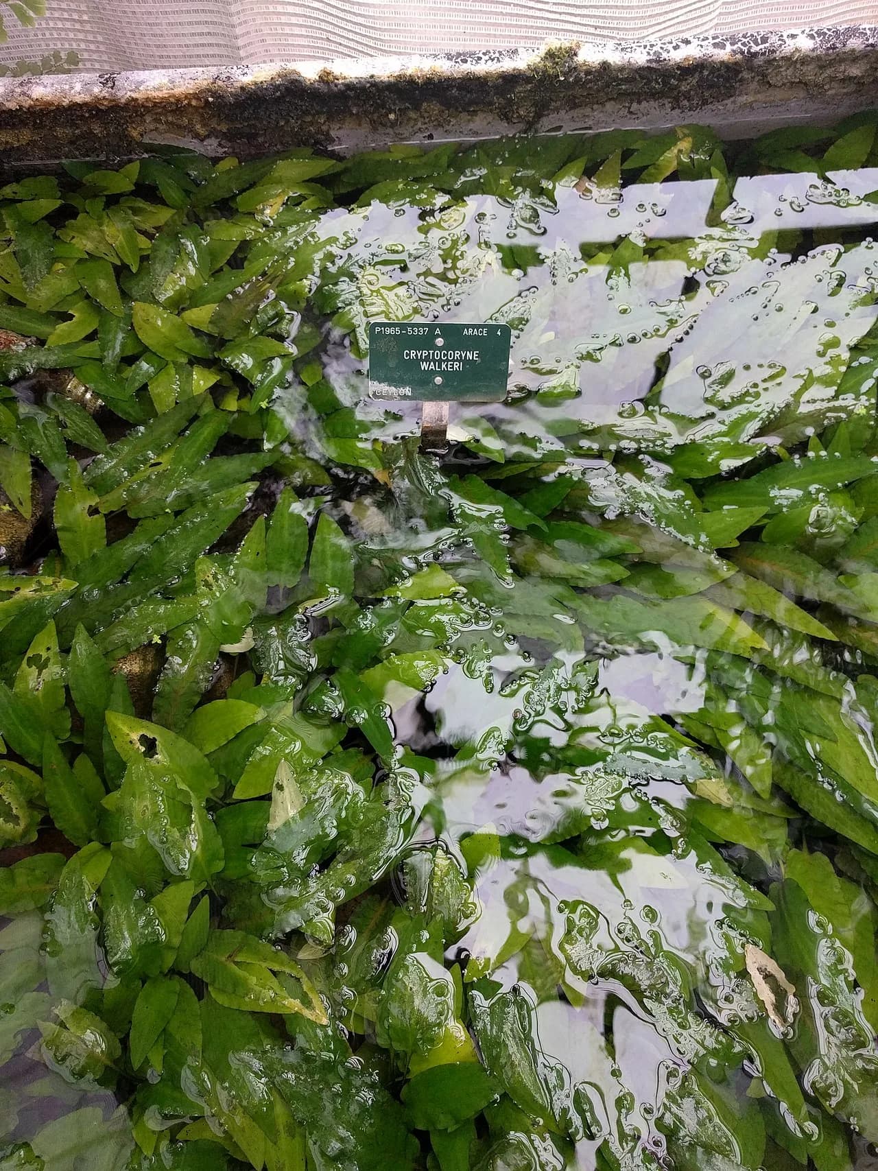 Cryptocoryne Walkeri (Cryptocoryne walkeri)