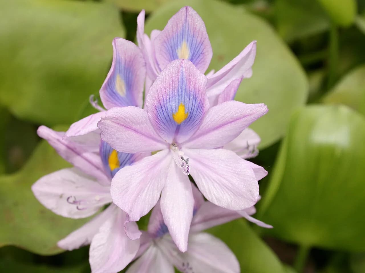 Eichhornia Diversifolia (Eichhornia diversifolia)