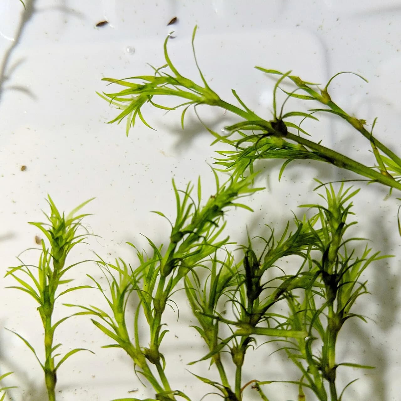 Guppy Grass (Najas guadalupensis)