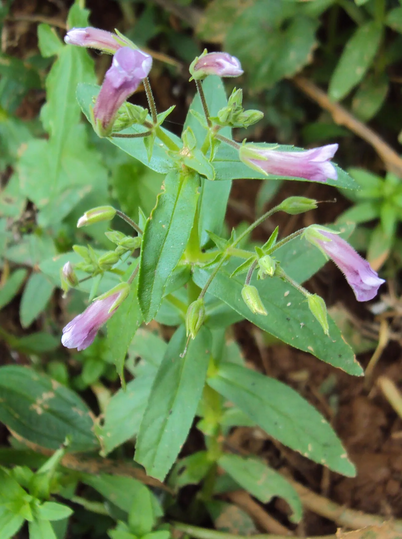 Limnophila Aromatica (Limnophila aromatica)