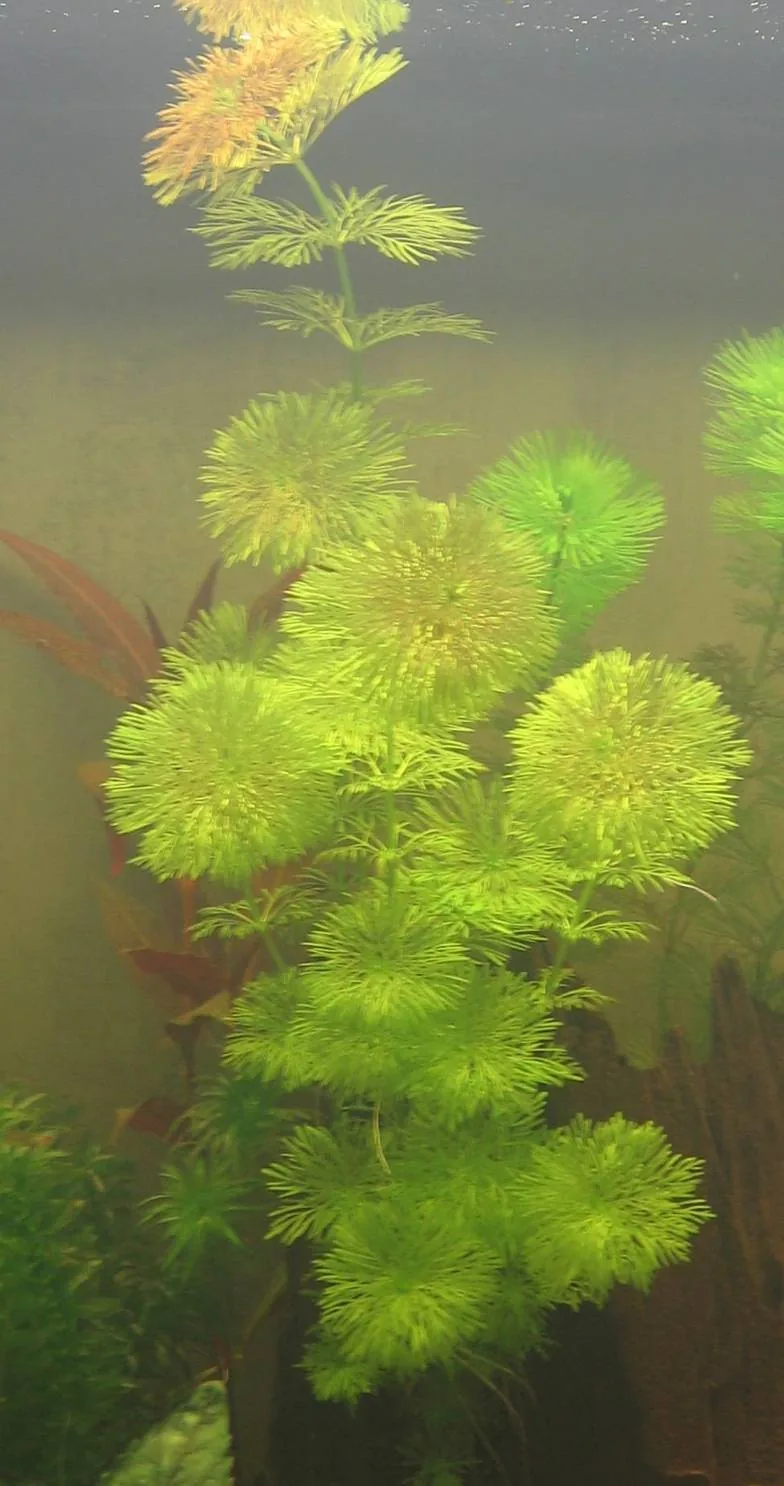 Asian Ambulia (Limnophila sessiliflora)