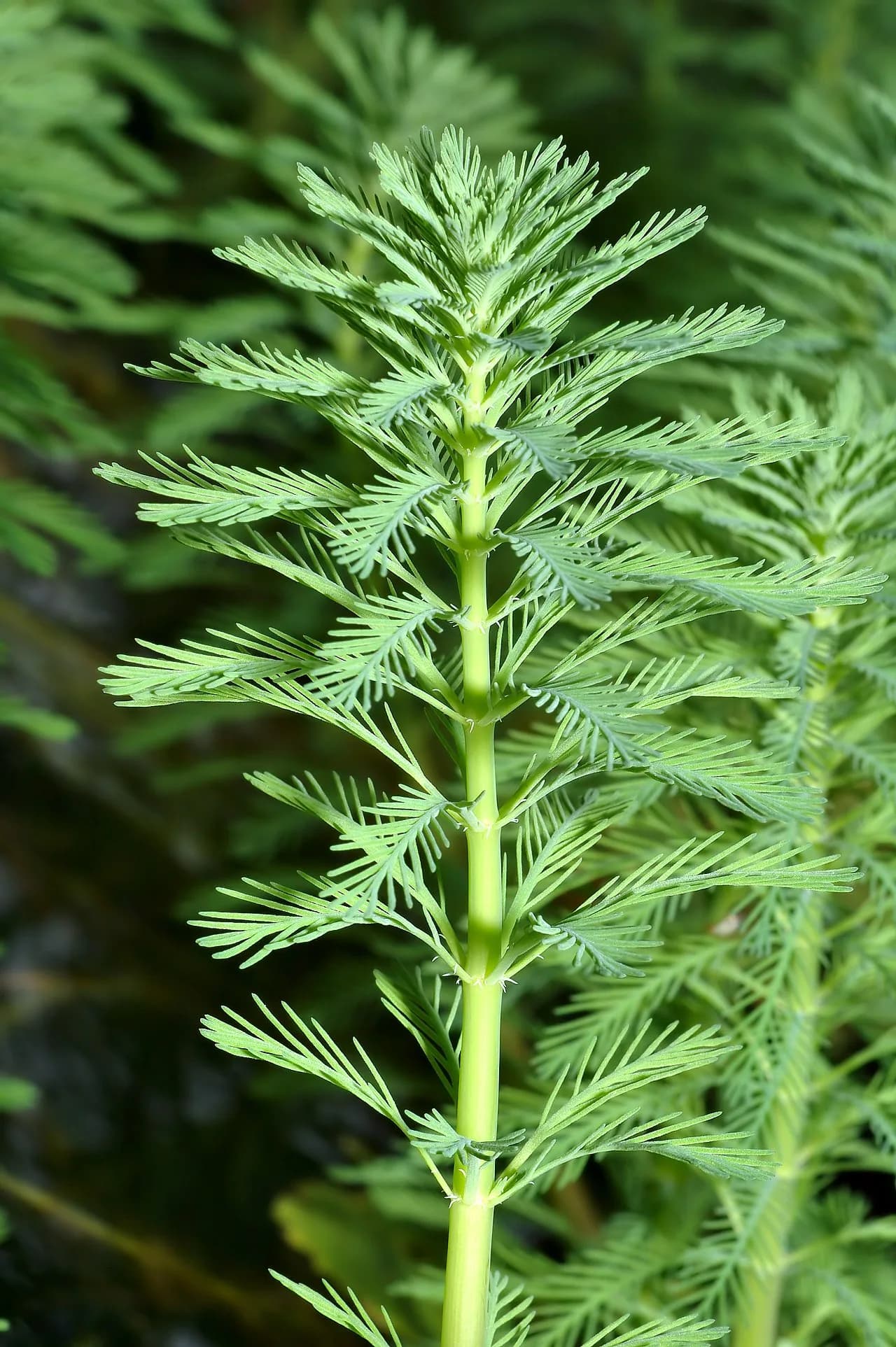 Mato Grosso Milfoil (Myriophyllum mattogrossense)