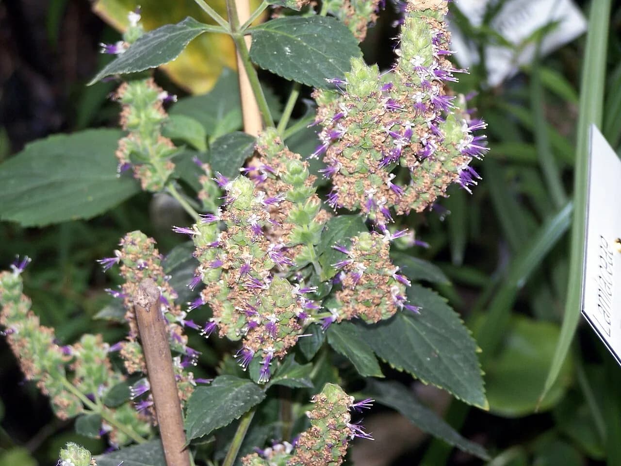 Pogostemon Erectus (Pogostemon erectus)
