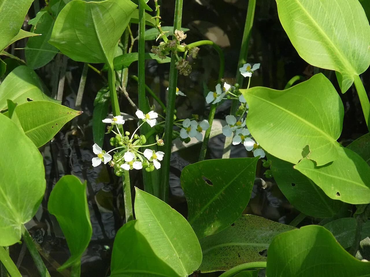 Giant Sagittaria (Sagittaria platyphylla)