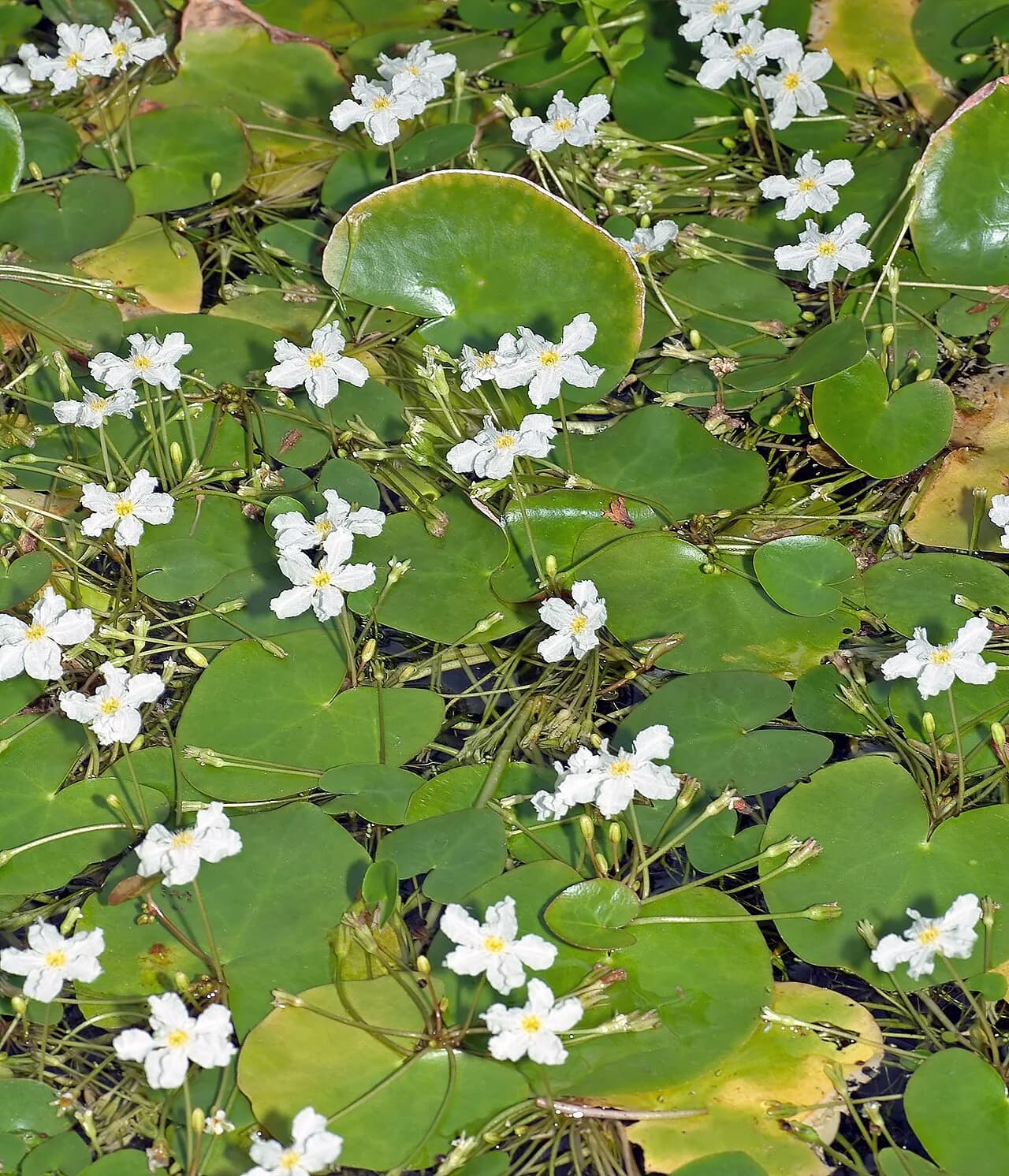 Taiwan Moss Lily (Nymphoides hydrophylla)