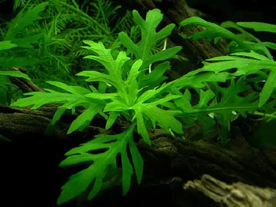 Water Wisteria (Hygrophila difformis)