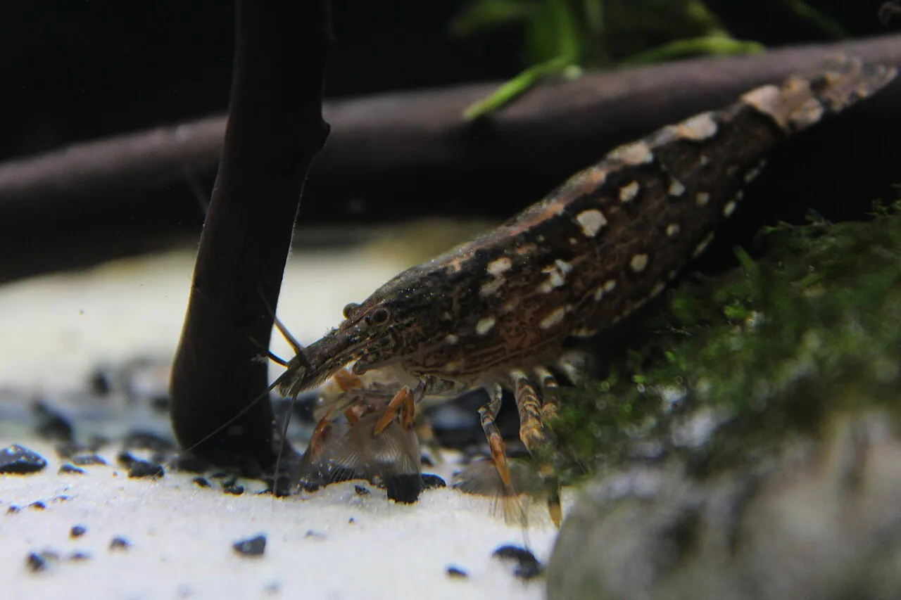 Bamboo / Wood Shrimp (Atyopsis moluccensis)
