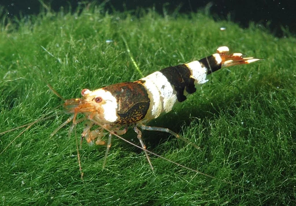 Bee Shrimp (wild) (Caridina cantonensis)