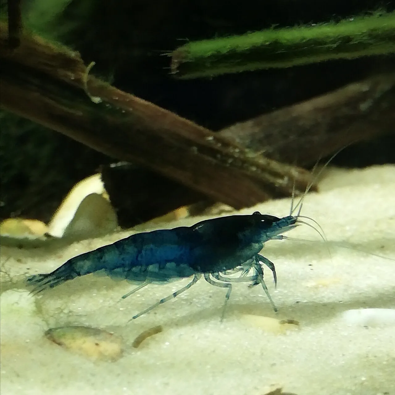 Blue Dream Shrimp (Neocaridina davidi 'Blue Dream')