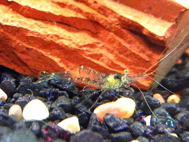 Ghost / Glass Shrimp (Palaemonetes paludosus)