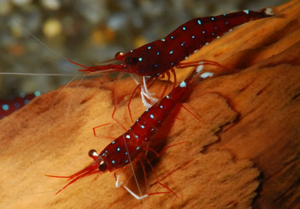 Sulawesi Cardinal Shrimp (Caridina dennerli)