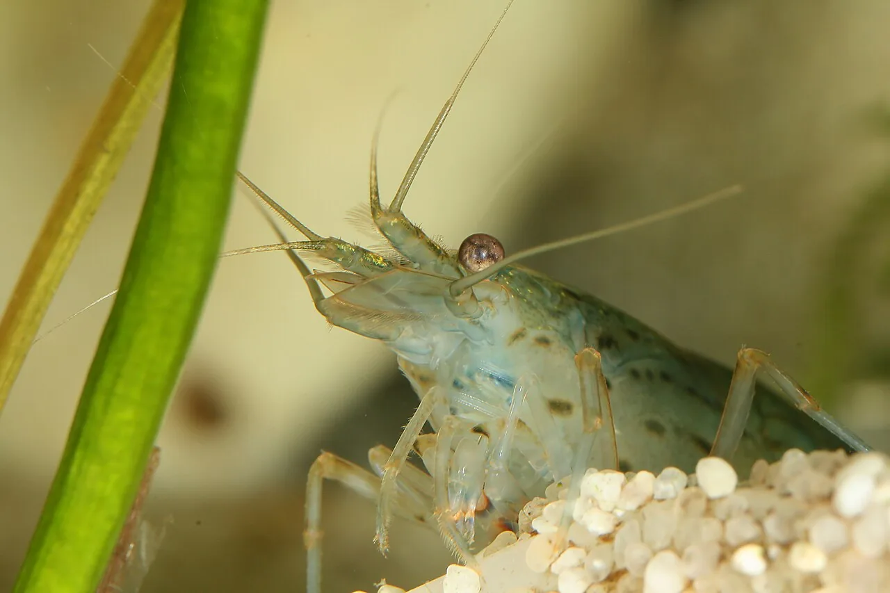 Tiger Shrimp (Caridina mariae)