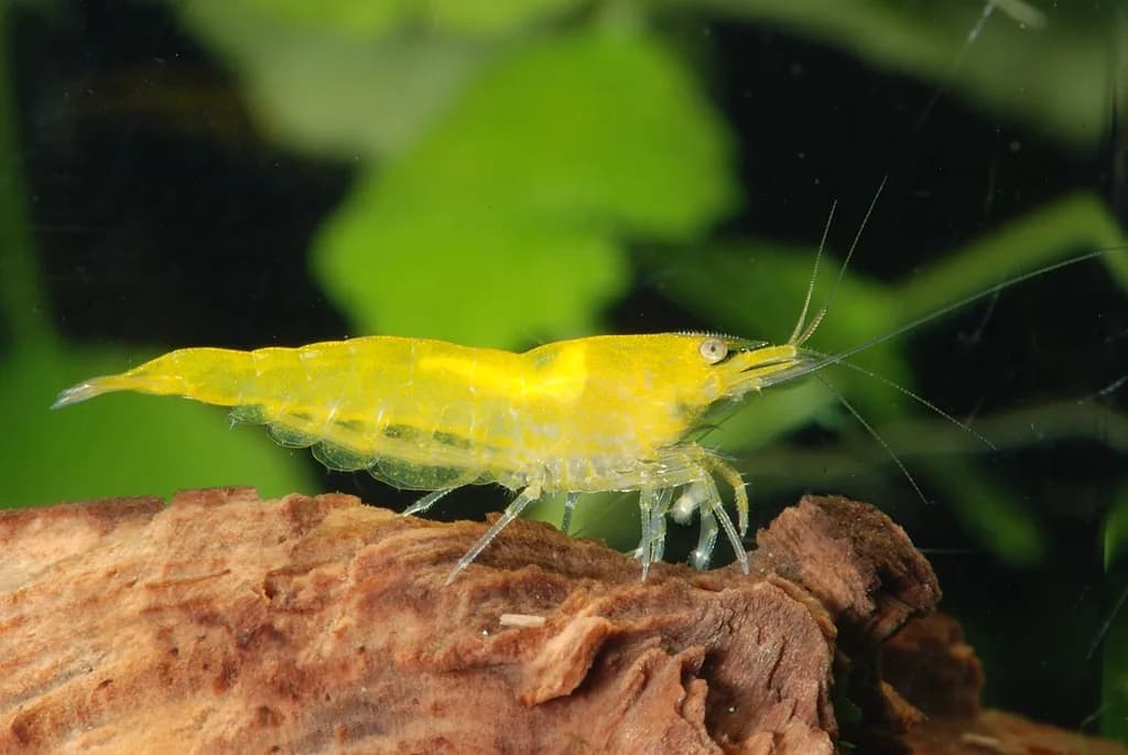 Yellow Shrimp (Neocaridina davidi 'Yellow')