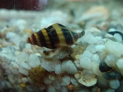Assassin Snail (Anentome helena), yellow-and-brown striped conical shell on aquarium substrate
