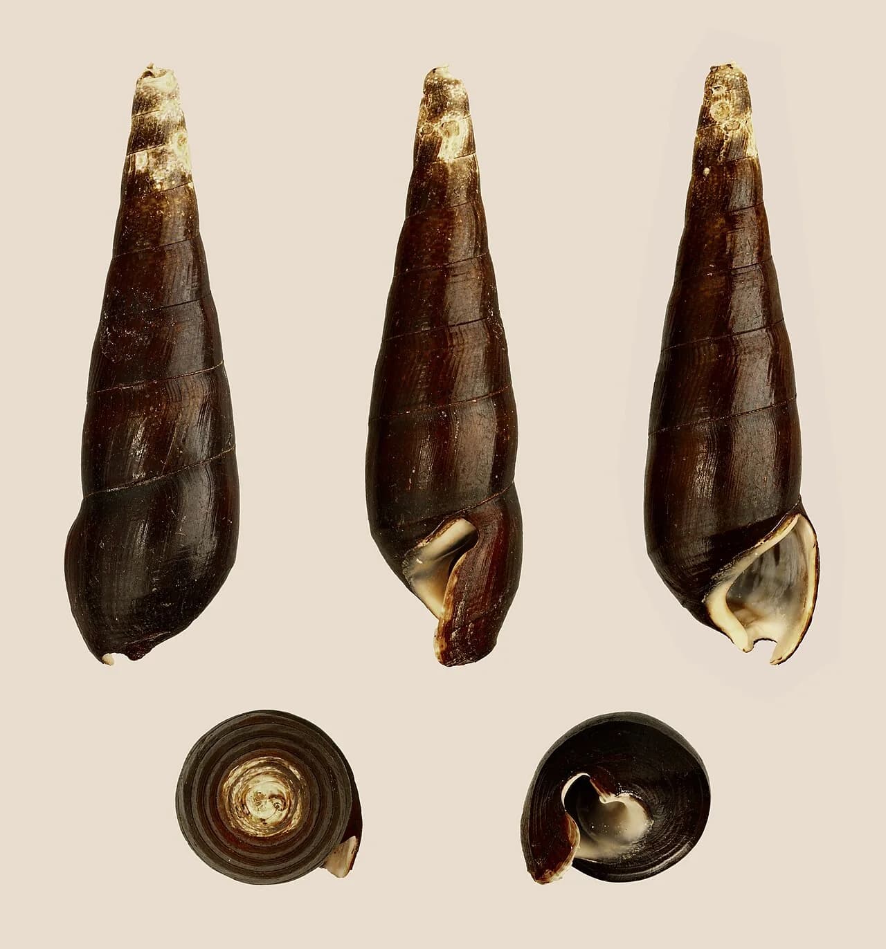 Black Devil Snail (Faunus ater)