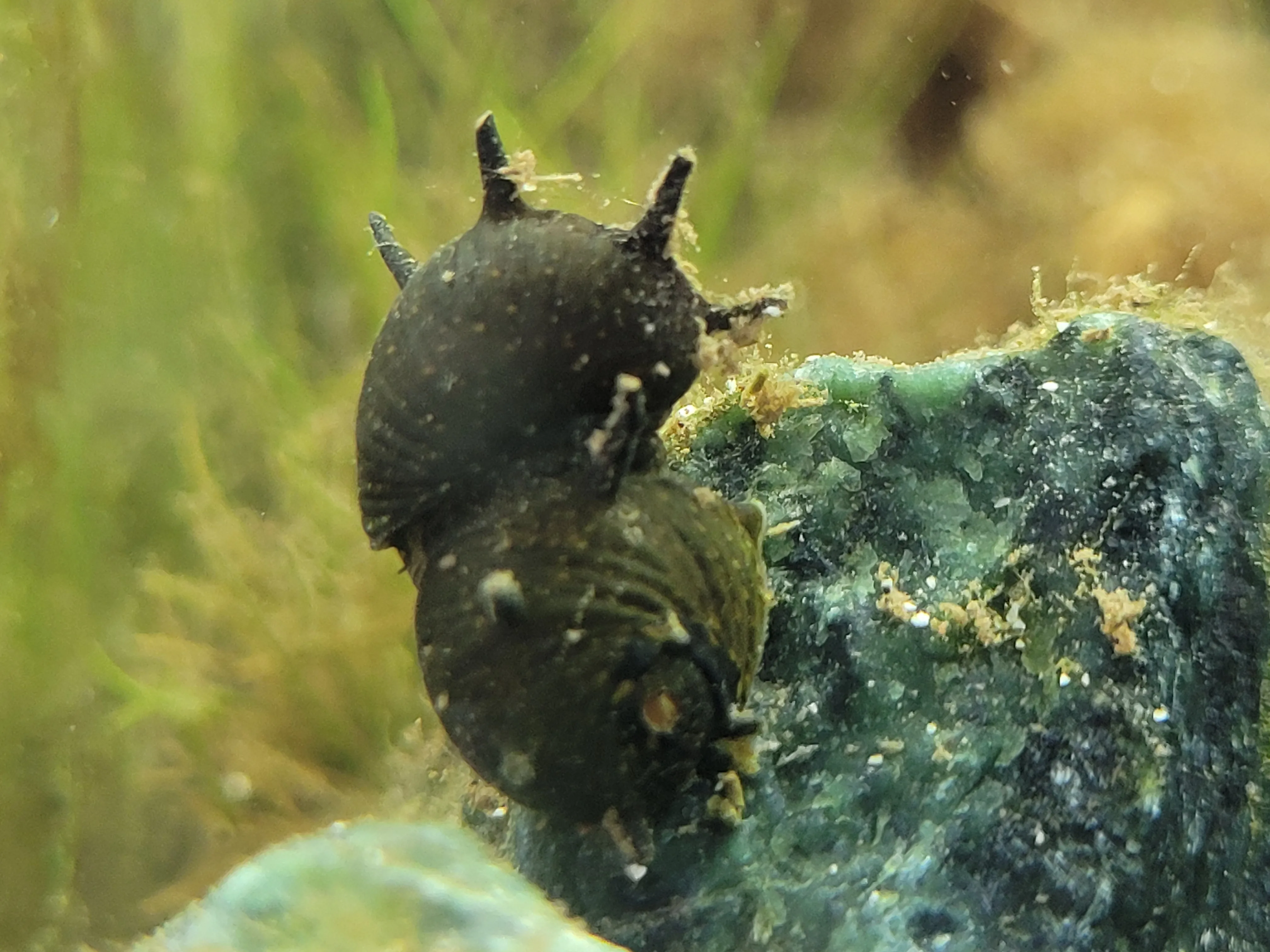 Horned Nerite Snail (Clithon corona), live snail with distinctive horn spines