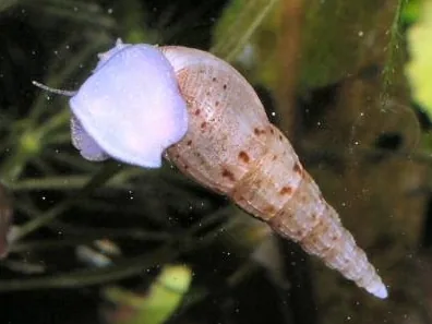 Malaysian Trumpet Snail (Melanoides tuberculata) climbing aquarium glass