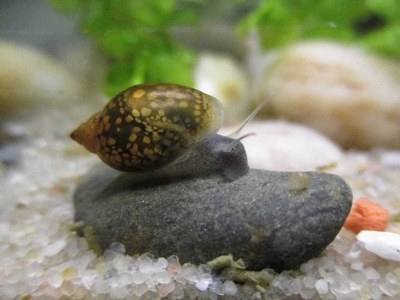 Pond Snail (Physa acuta)
