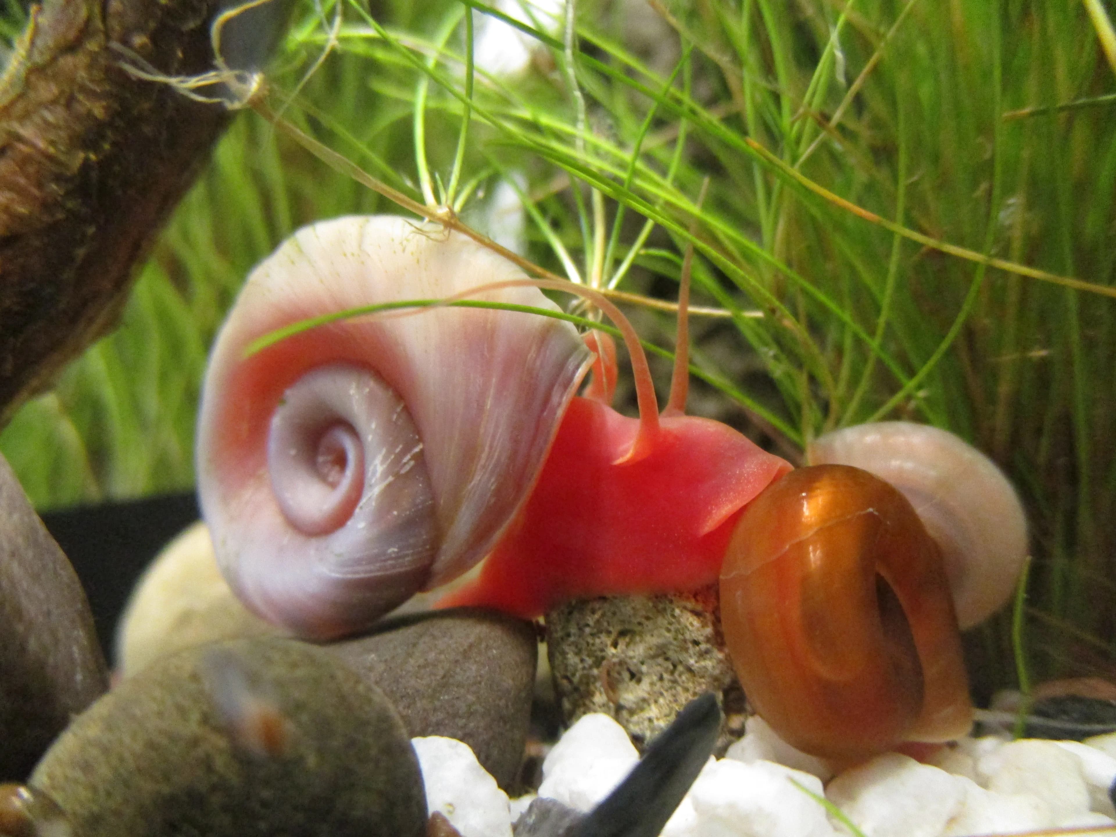Ramshorn Snail (Planorbella duryi), spiral flat shells in a planted aquarium