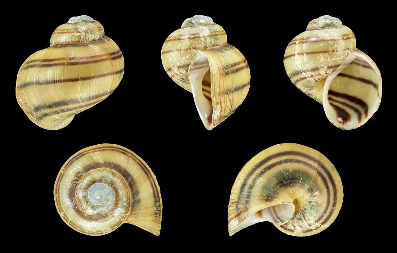 Spixi Snail (Asolene spixii)