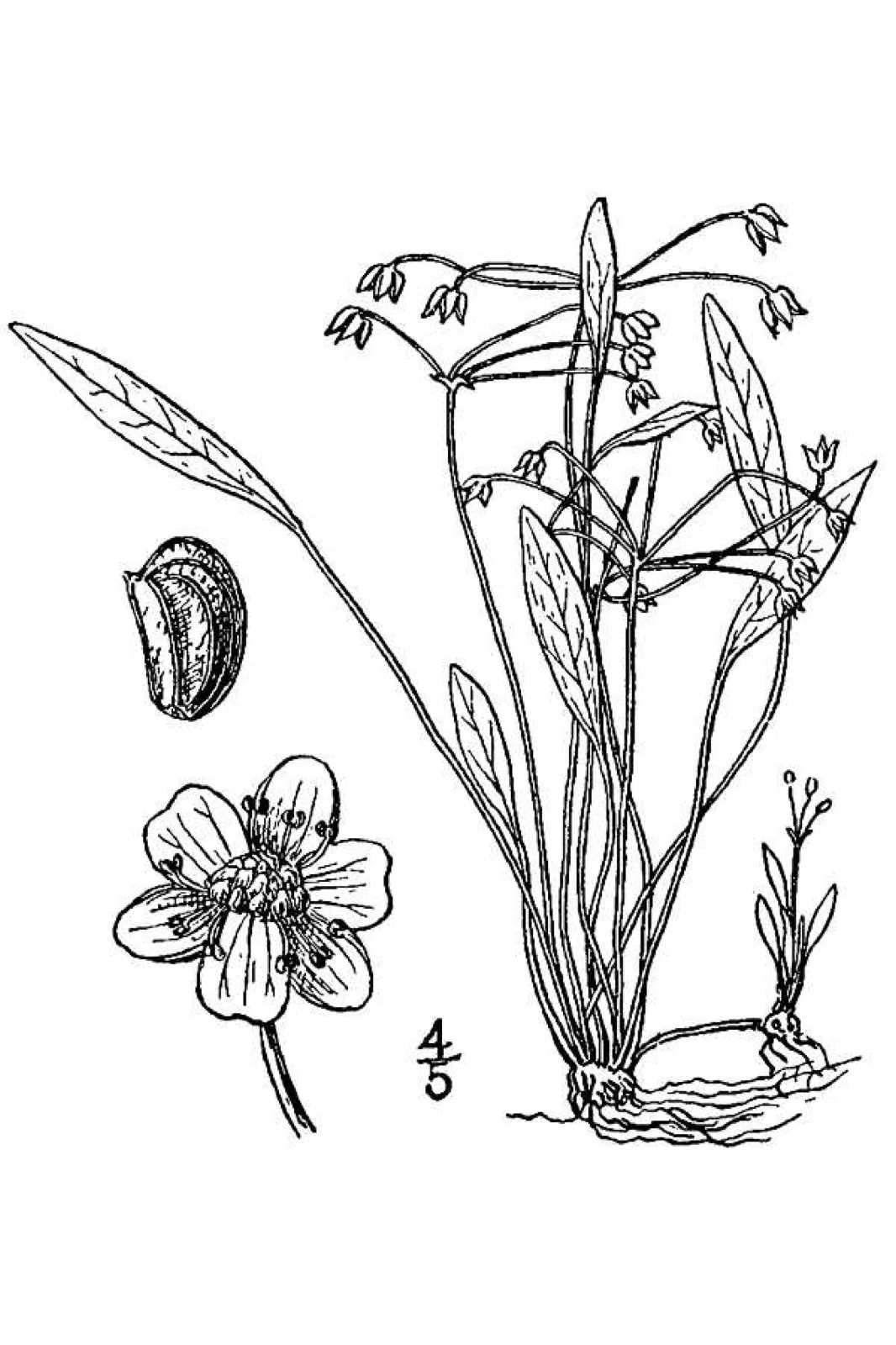 Chain Sword (Helanthium tenellum)