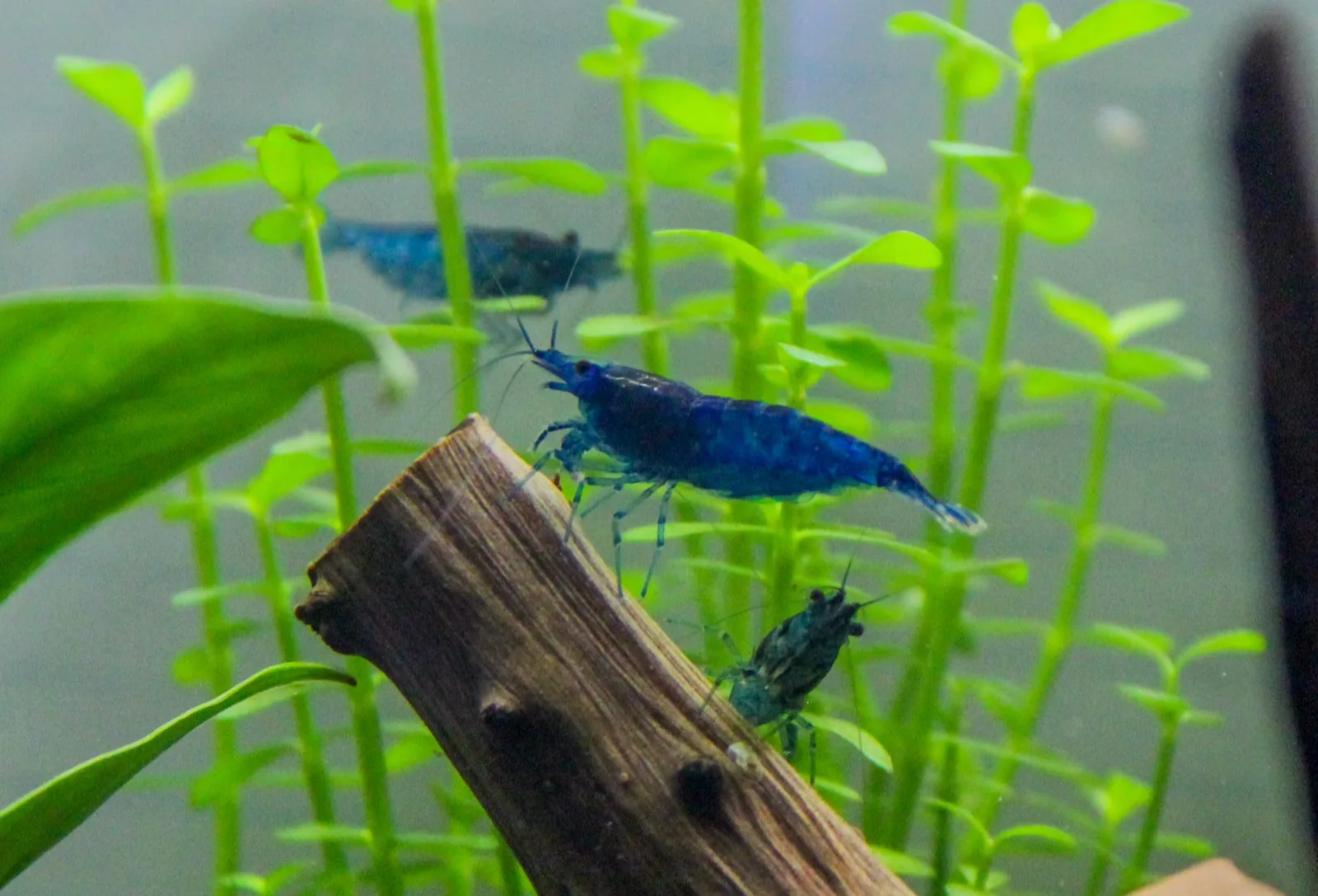Red Cherry Shrimp (Neocaridina davidi)