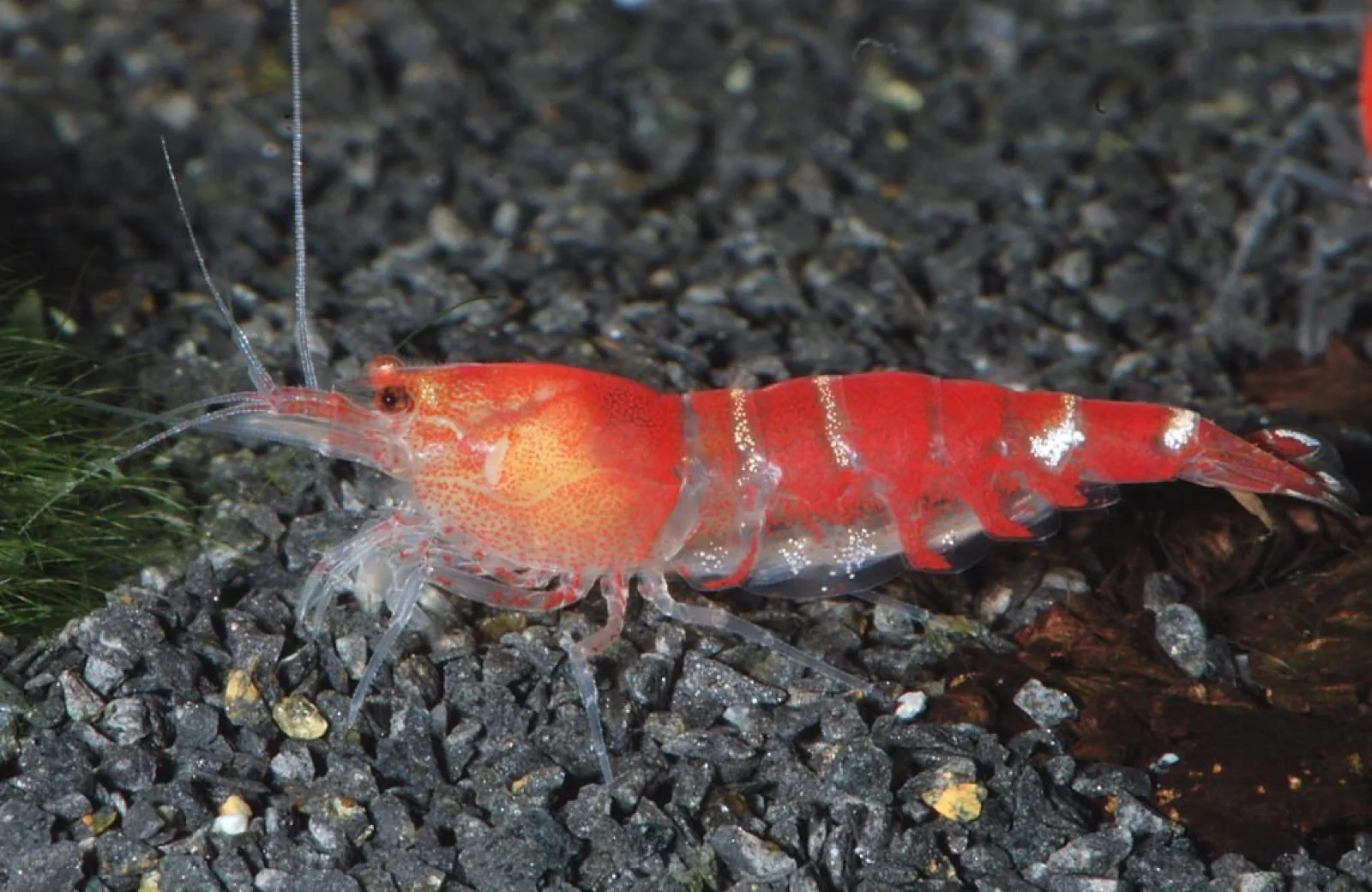 Crystal Red Shrimp (Caridina cantonensis 'CRS')